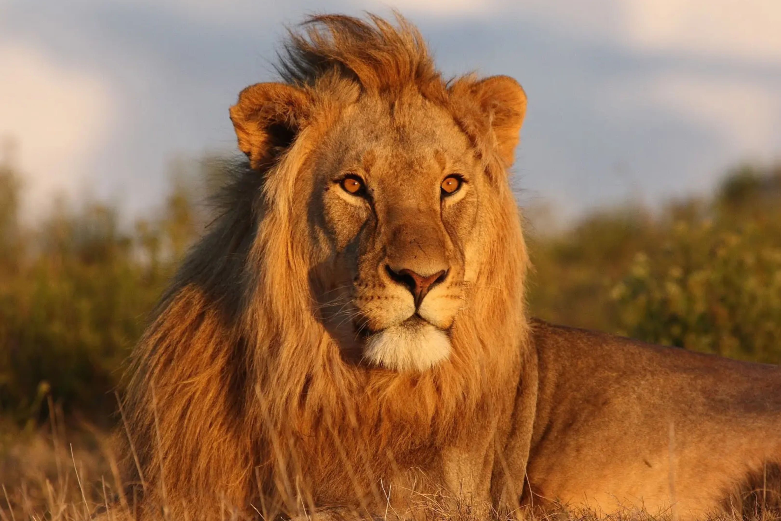 A lion is looking at the camera with his mane blowing in the wind.